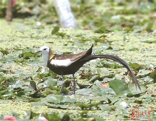 驚喜！“水鳳凰”飛臨潮州！