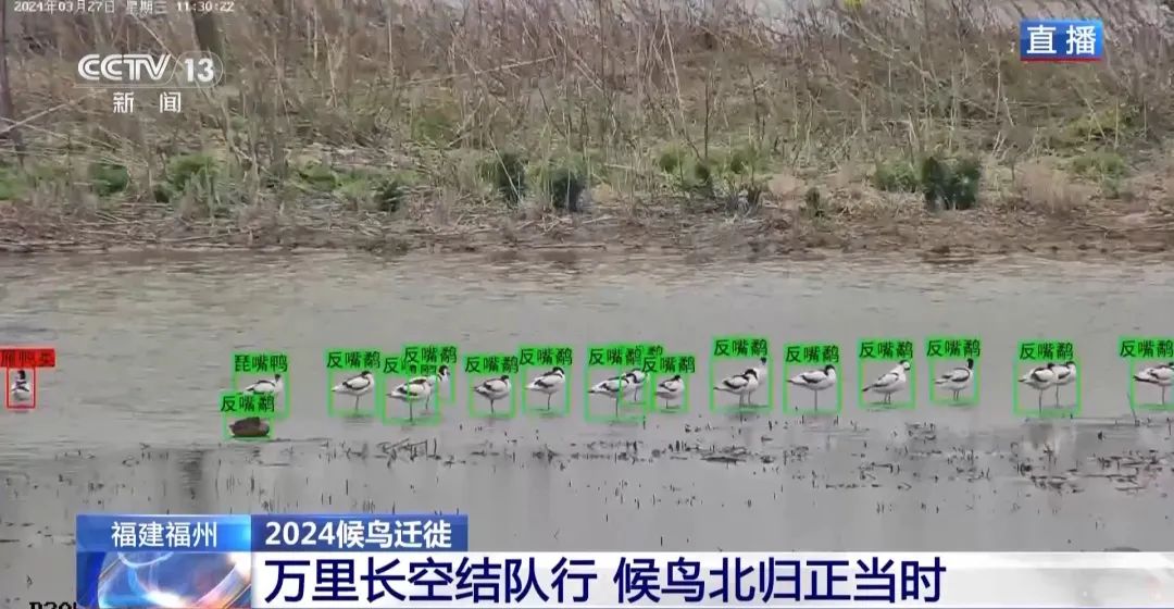 候鳥(niǎo)北歸正當時(shí) 保護濕地裝上“鳥(niǎo)臉識別”